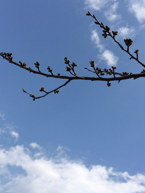 今年の桜のつぼみ