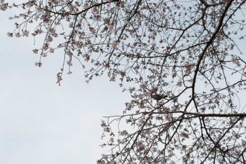 金比羅山の桜２