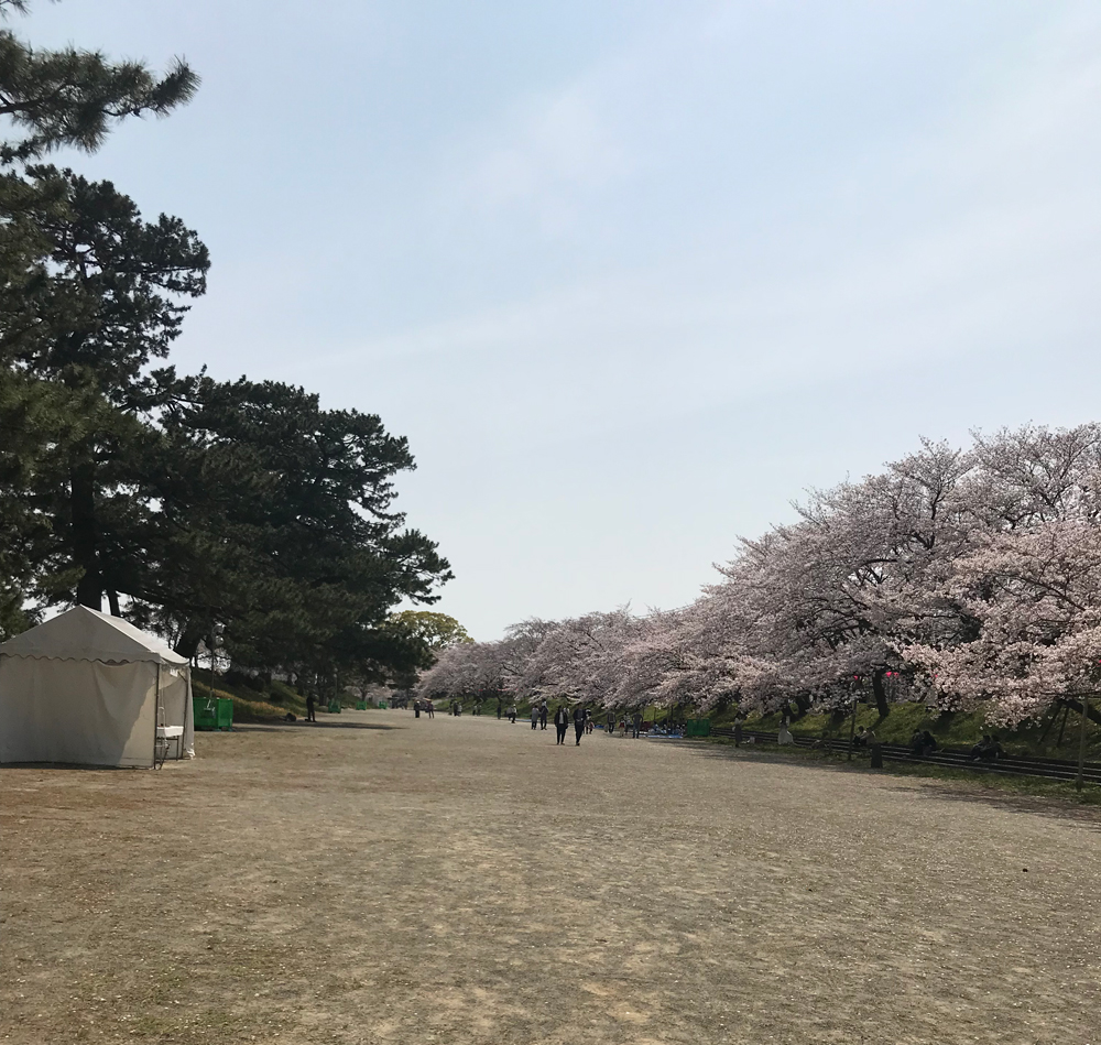 今週は本部だけの桜祭りでした。