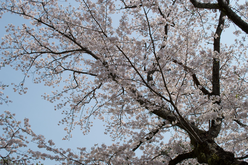 桜は満開でした。