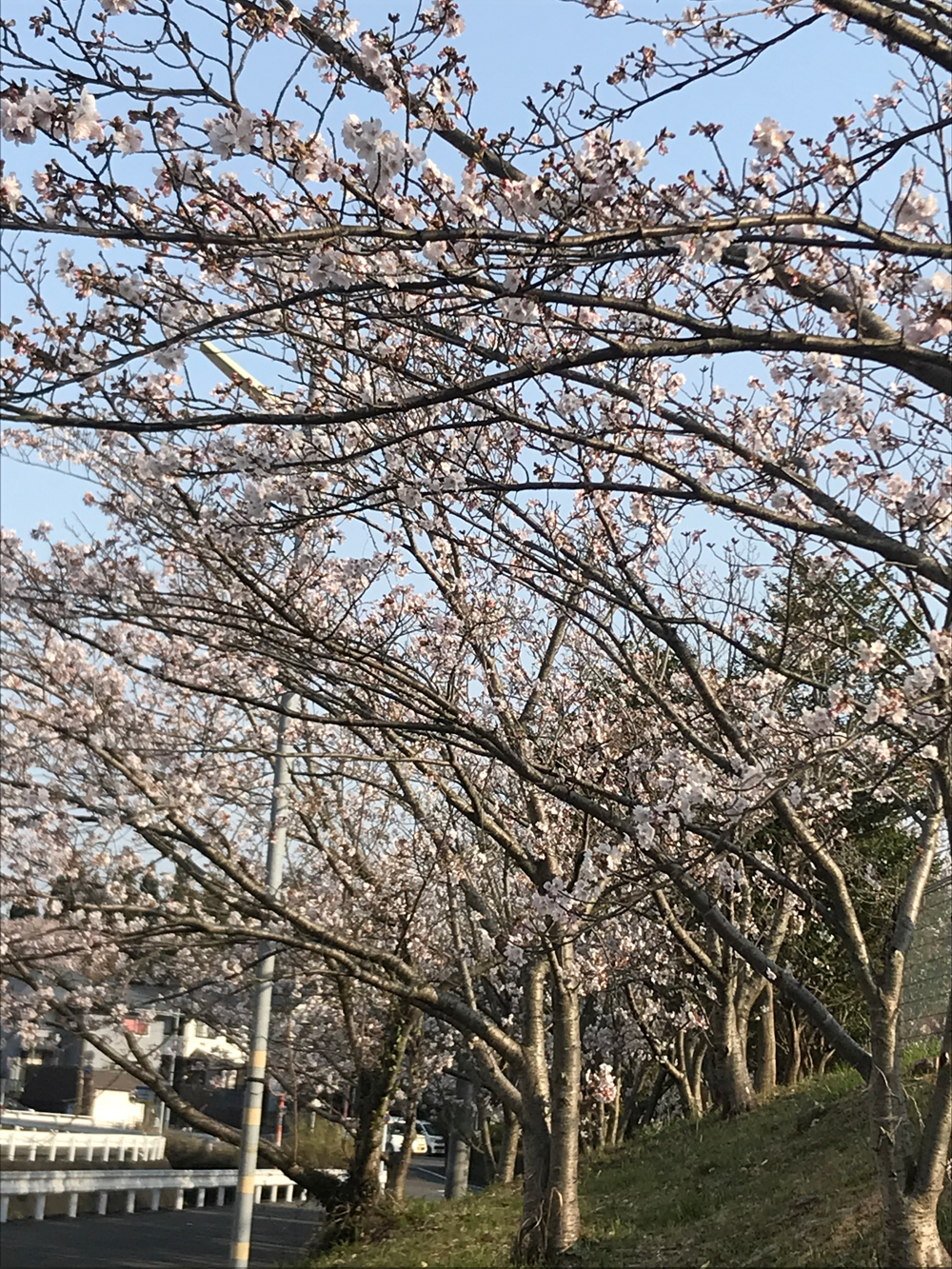 保健センター近くの桜が満開でした。